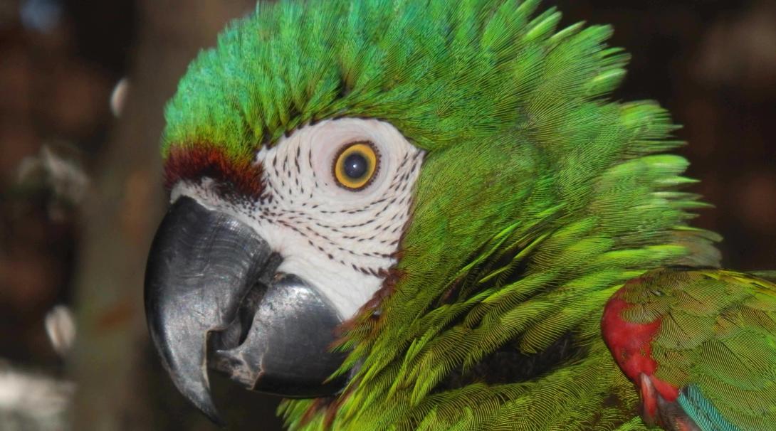 Ayúdanos a proteger la Selva Amazónica peruana. Salva la vida silvestre del Amazonas.
